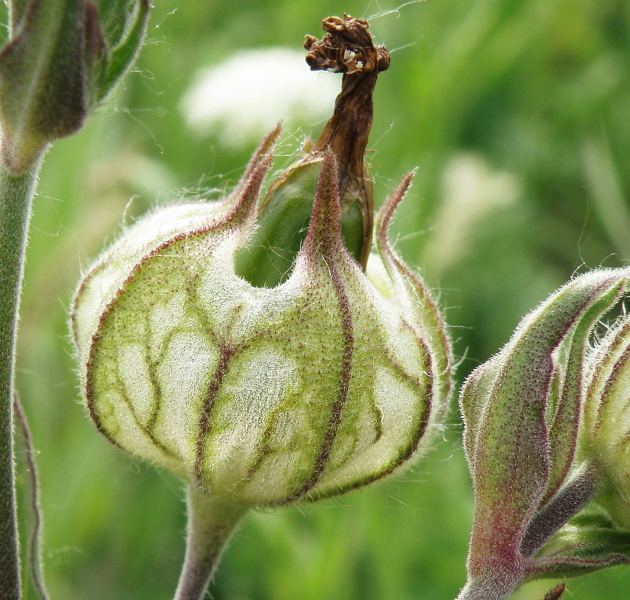 Изображение особи Melandrium latifolium.