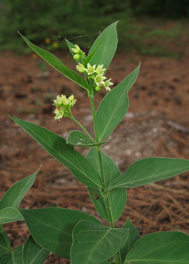 Image of Vincetoxicum hirundinaria specimen.