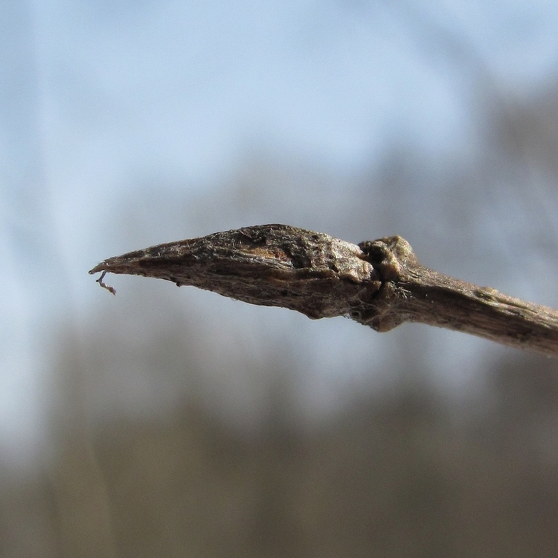 Image of Lonicera xylosteum specimen.