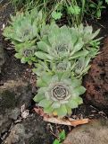 genus Sempervivum. Молодое растение. Владивосток, Ботанический сад-институт ДВО РАН. 13 июня 2012 г.