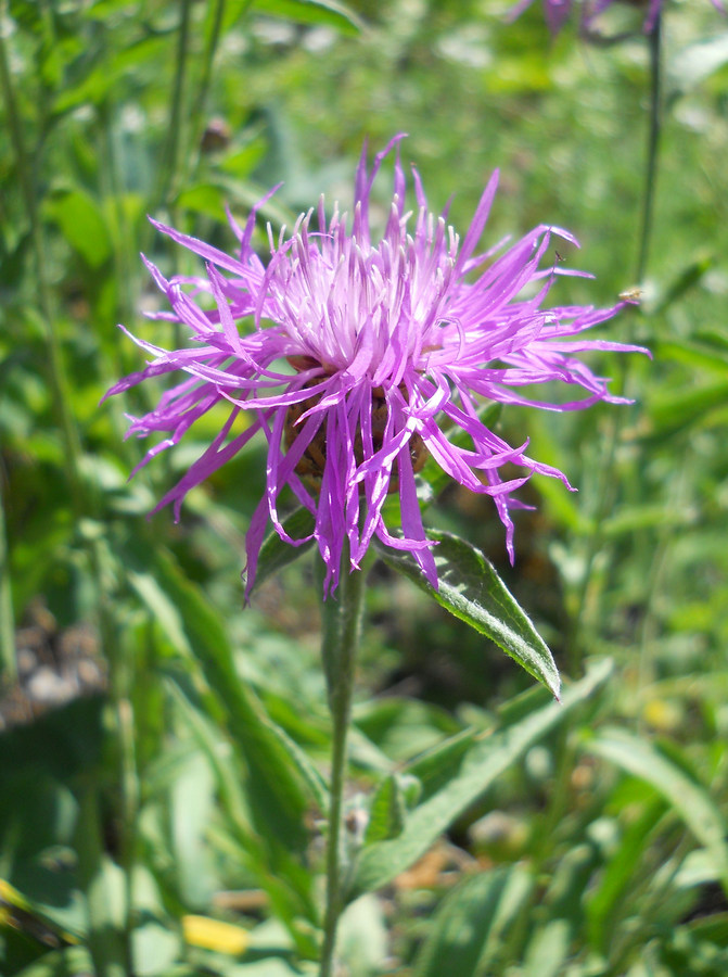 Изображение особи Centaurea jacea.