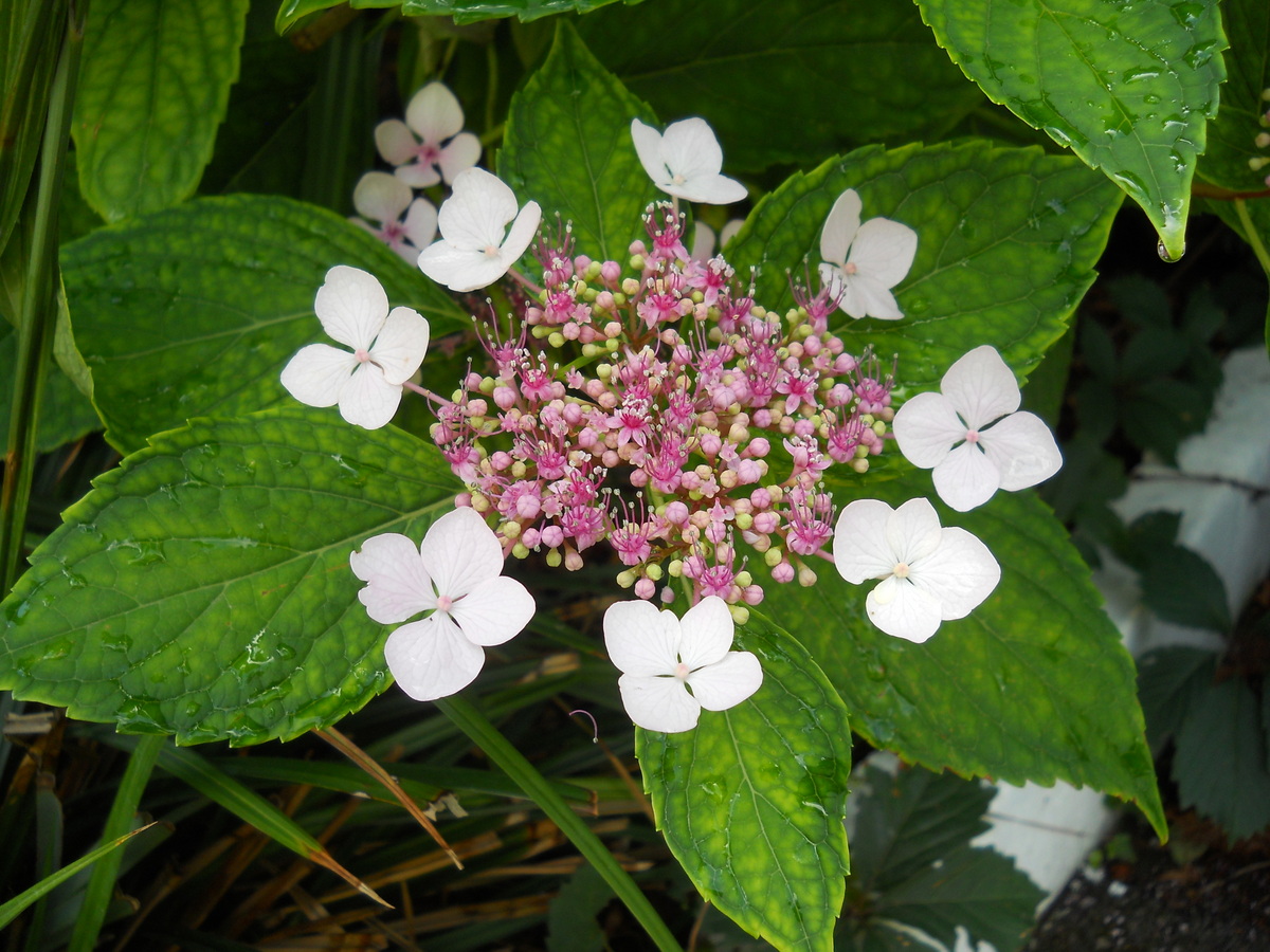 Image of Hydrangea macrophylla specimen.