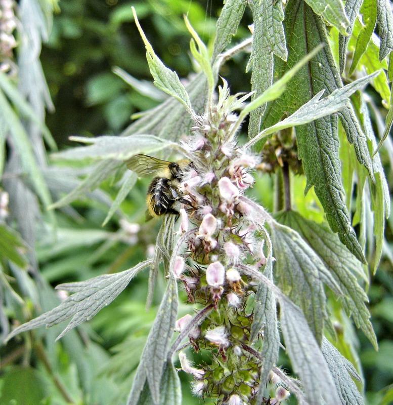 Image of Leonurus quinquelobatus specimen.