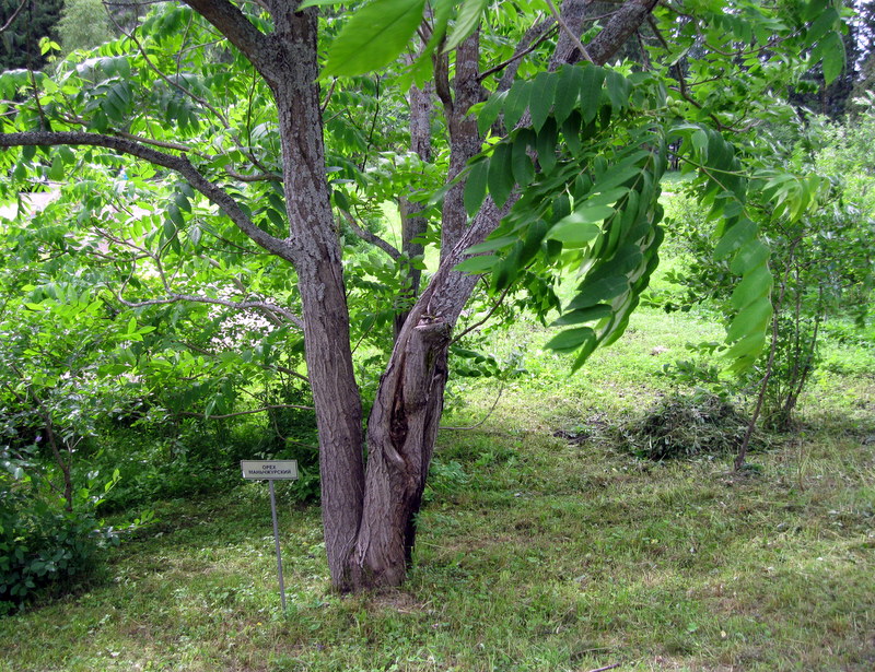 Image of Juglans mandshurica specimen.