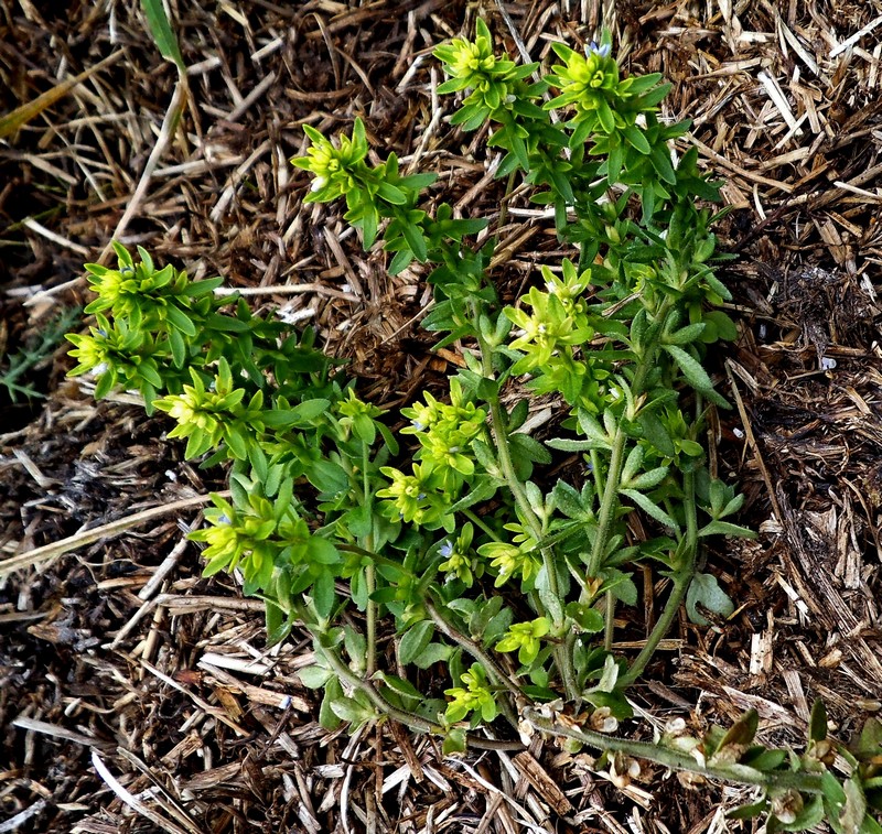 Image of Veronica arvensis specimen.