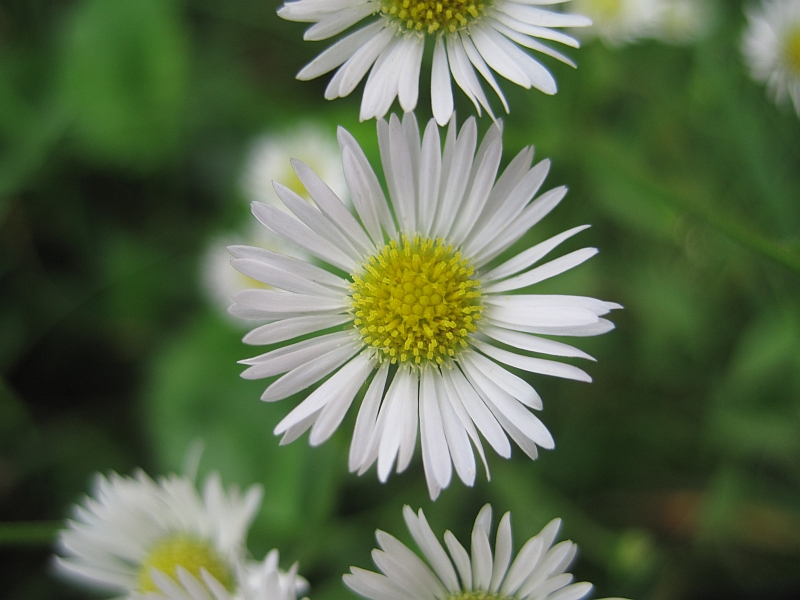 Изображение особи Erigeron annuus.