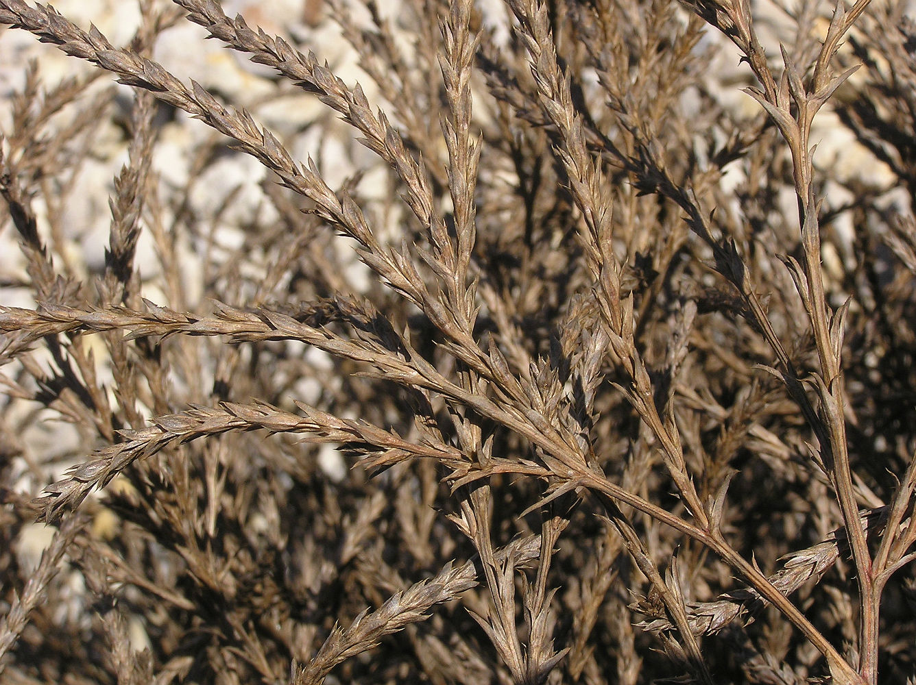 Image of Salsola collina specimen.