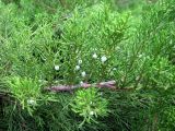 Juniperus sabina. Часть ветви с женскими шишками. Венгрия, г. Будапешт, городской парк Варошлигет, территория замка Вайдахуняд. 01.09.2012.