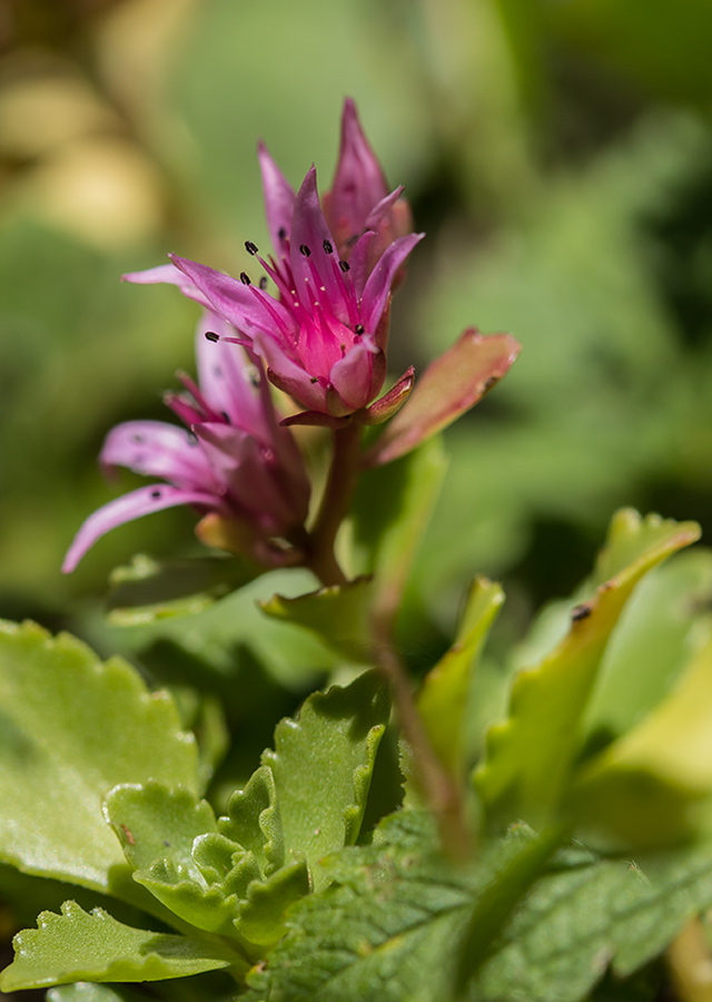 Изображение особи Sedum spurium.