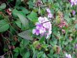 Lantana montevidensis. Цветущее и отцветающее растение на вертикальной стенке. Монако, Монако-Вилль, спуск со Скалы у Океанографического музея. 19.06.2012.