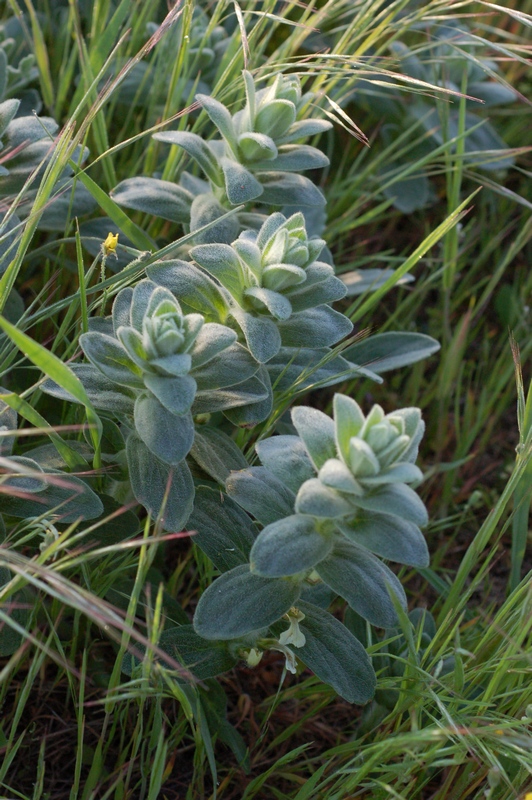 Image of Ajuga laxmannii specimen.