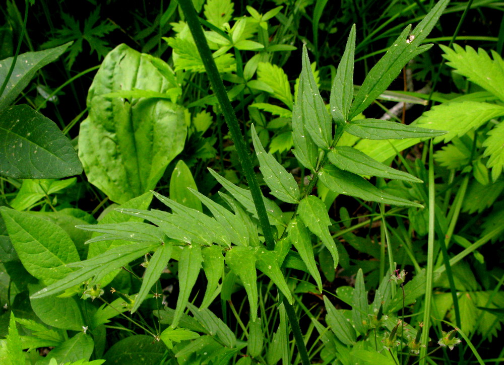 Image of Valeriana alternifolia specimen.