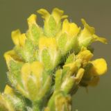 Alyssum turkestanicum variety desertorum