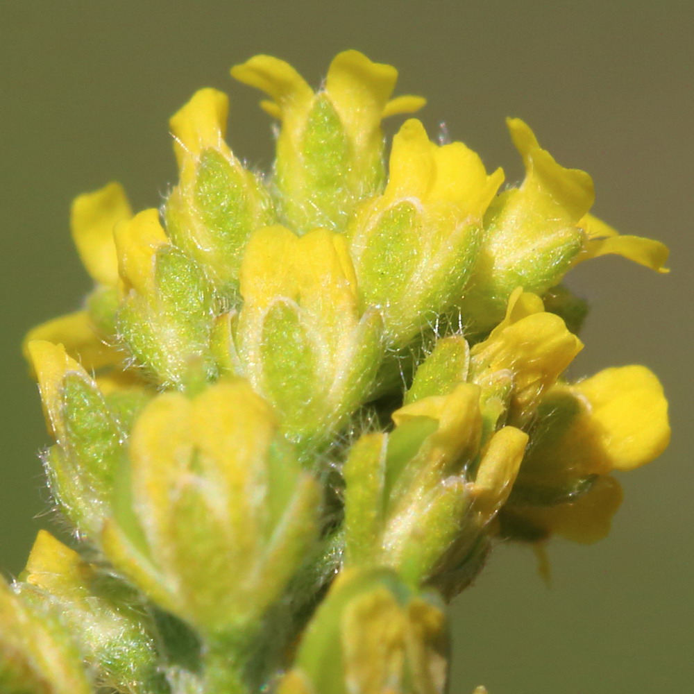 Image of Alyssum turkestanicum var. desertorum specimen.