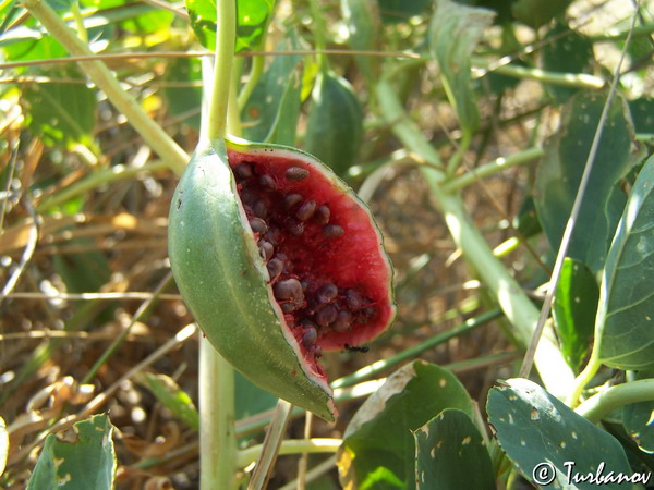 Изображение особи Capparis herbacea.