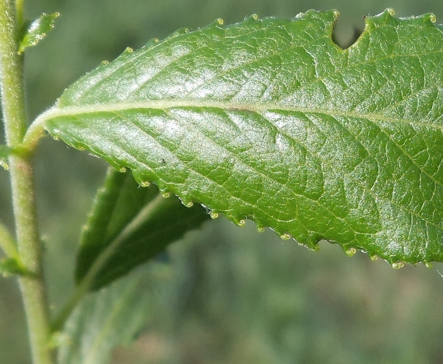 Image of Salix myrsinifolia specimen.