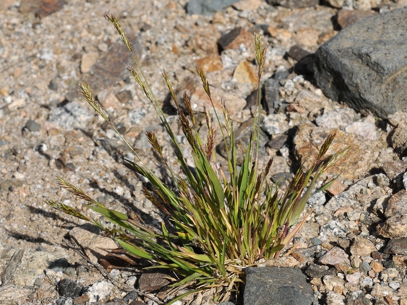 Image of Anthoxanthum alpinum specimen.