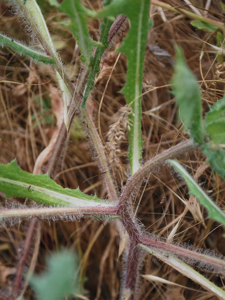 Image of Centaurea benedicta specimen.