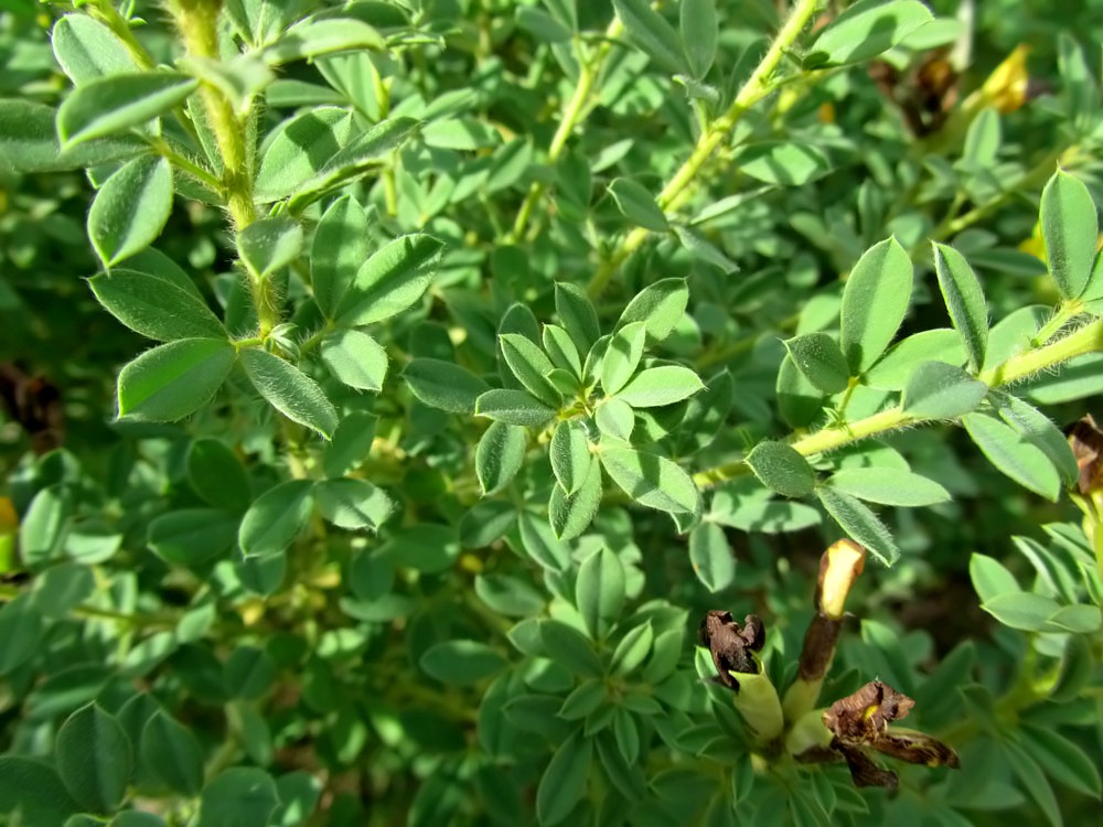 Image of Chamaecytisus austriacus specimen.