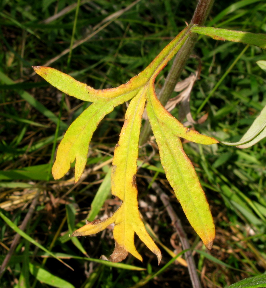 Image of Artemisia argyi specimen.