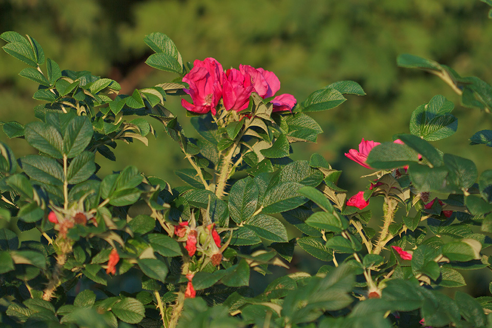 Изображение особи Rosa rugosa.