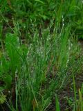 Juncus bufonius