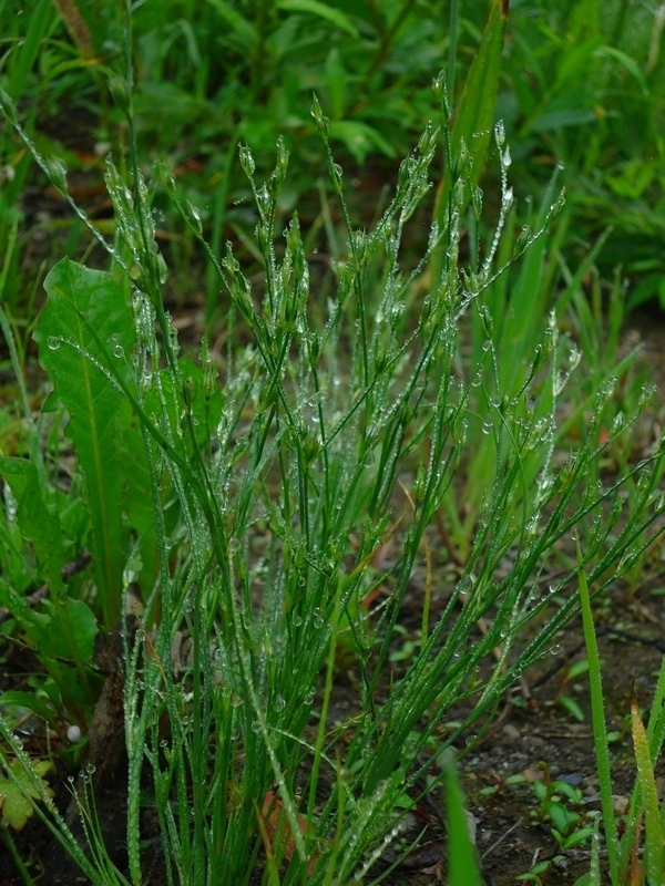 Image of Juncus bufonius specimen.