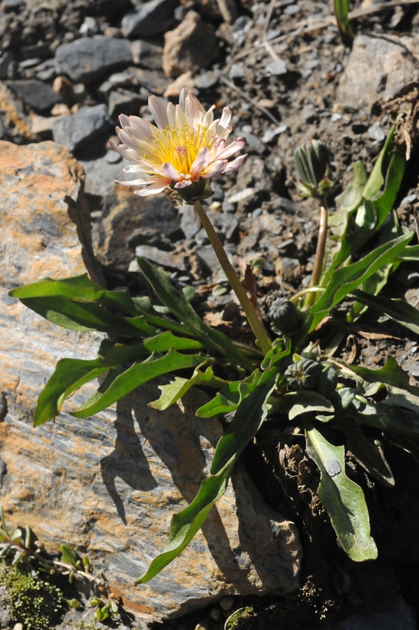 Image of Taraxacum lilacinum specimen.