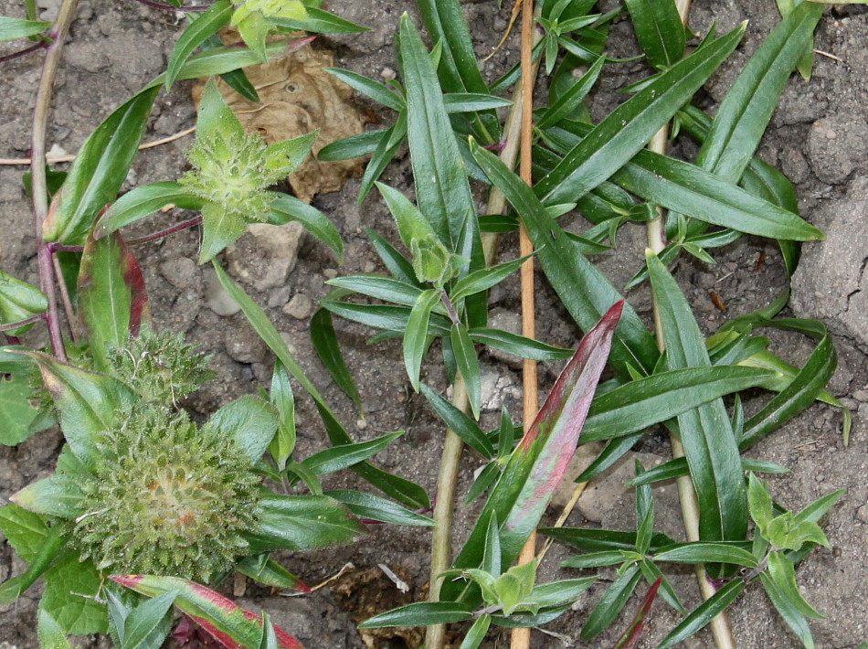 Image of Collomia grandiflora specimen.