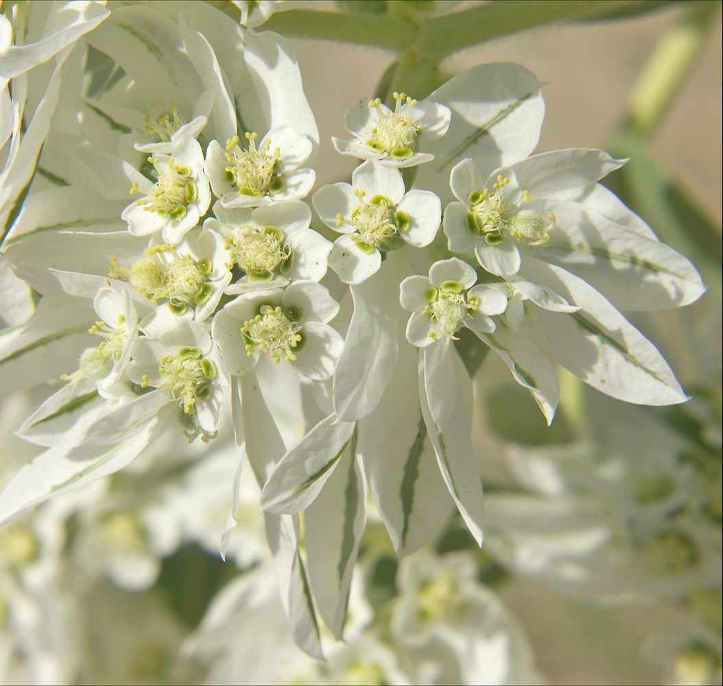 Изображение особи Euphorbia marginata.