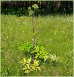 Archangelica officinalis