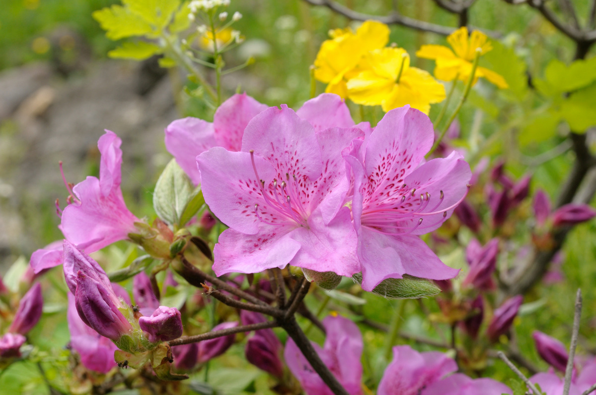 Image of genus Rhododendron specimen.