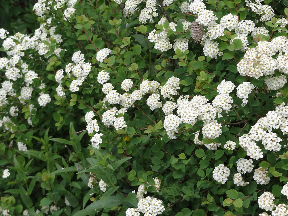 Image of Spiraea trilobata specimen.