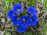 Gentiana grandiflora