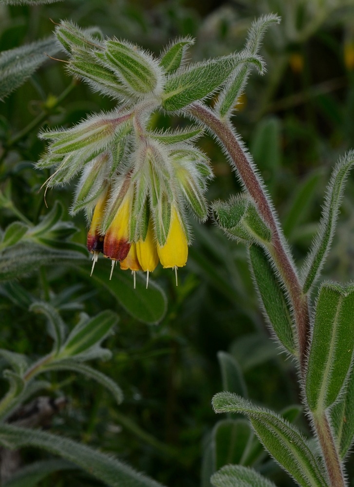 Image of Onosma frutescens specimen.