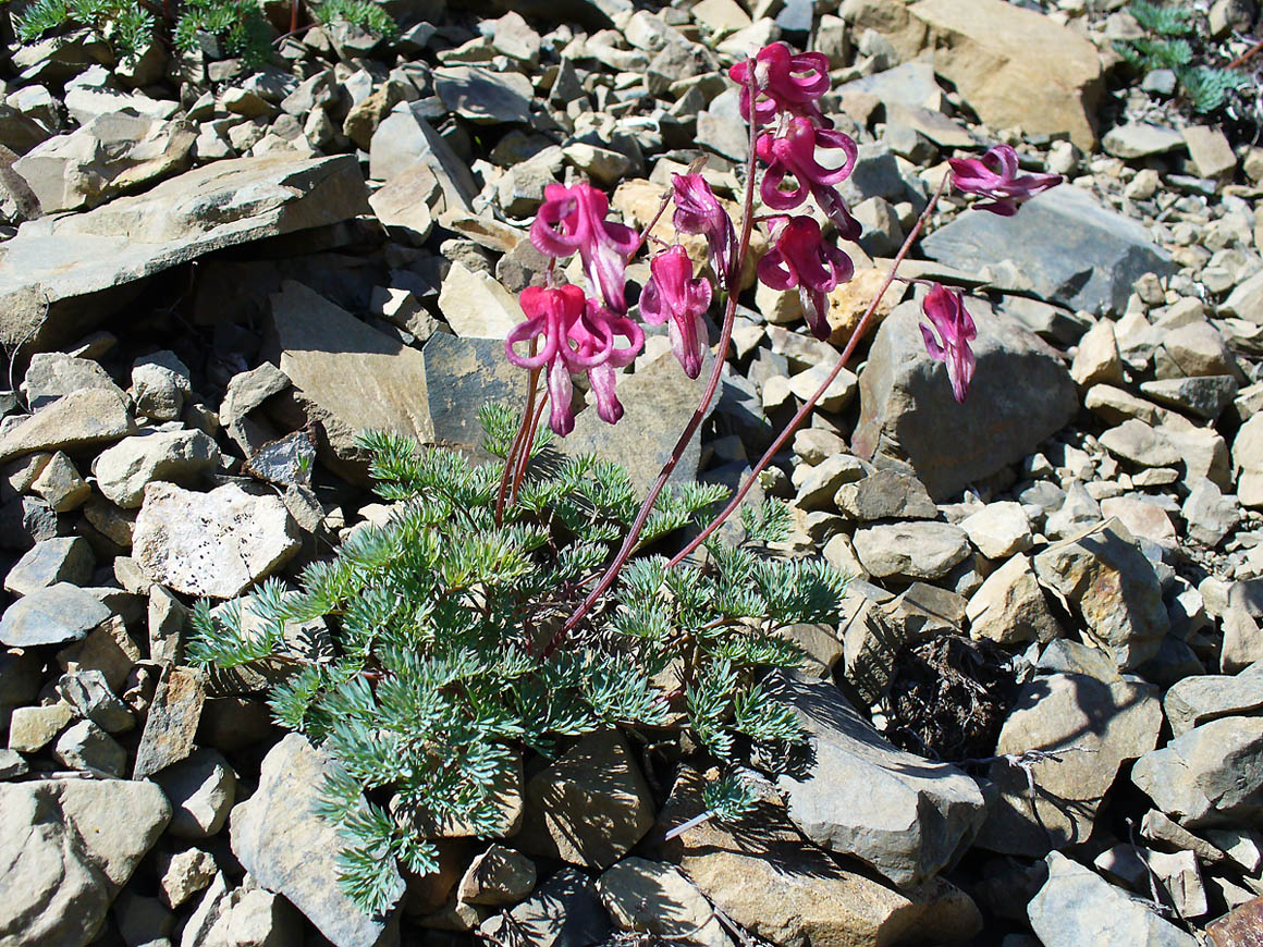 Изображение особи Dicentra peregrina.