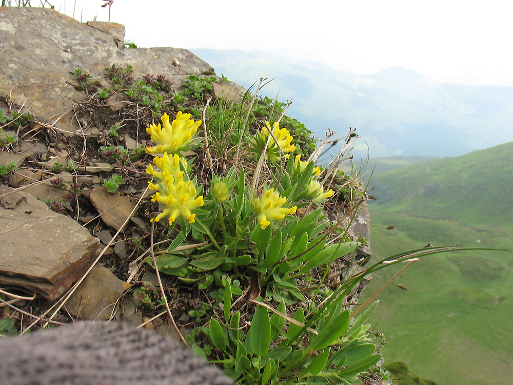 Изображение особи Anthyllis alpestris.