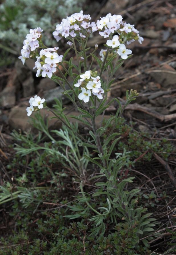 Image of Stevenia incarnata specimen.