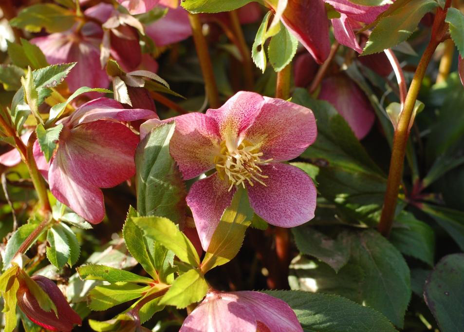 Image of Helleborus orientalis specimen.