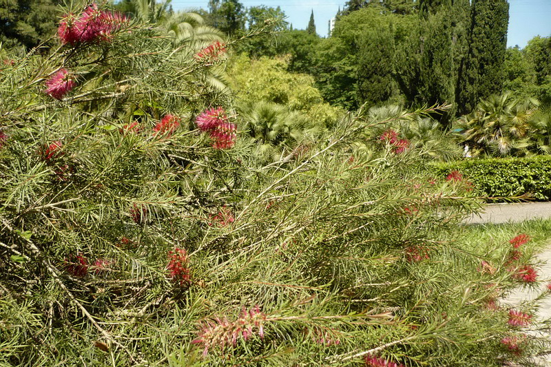 Изображение особи Callistemon rigidus.