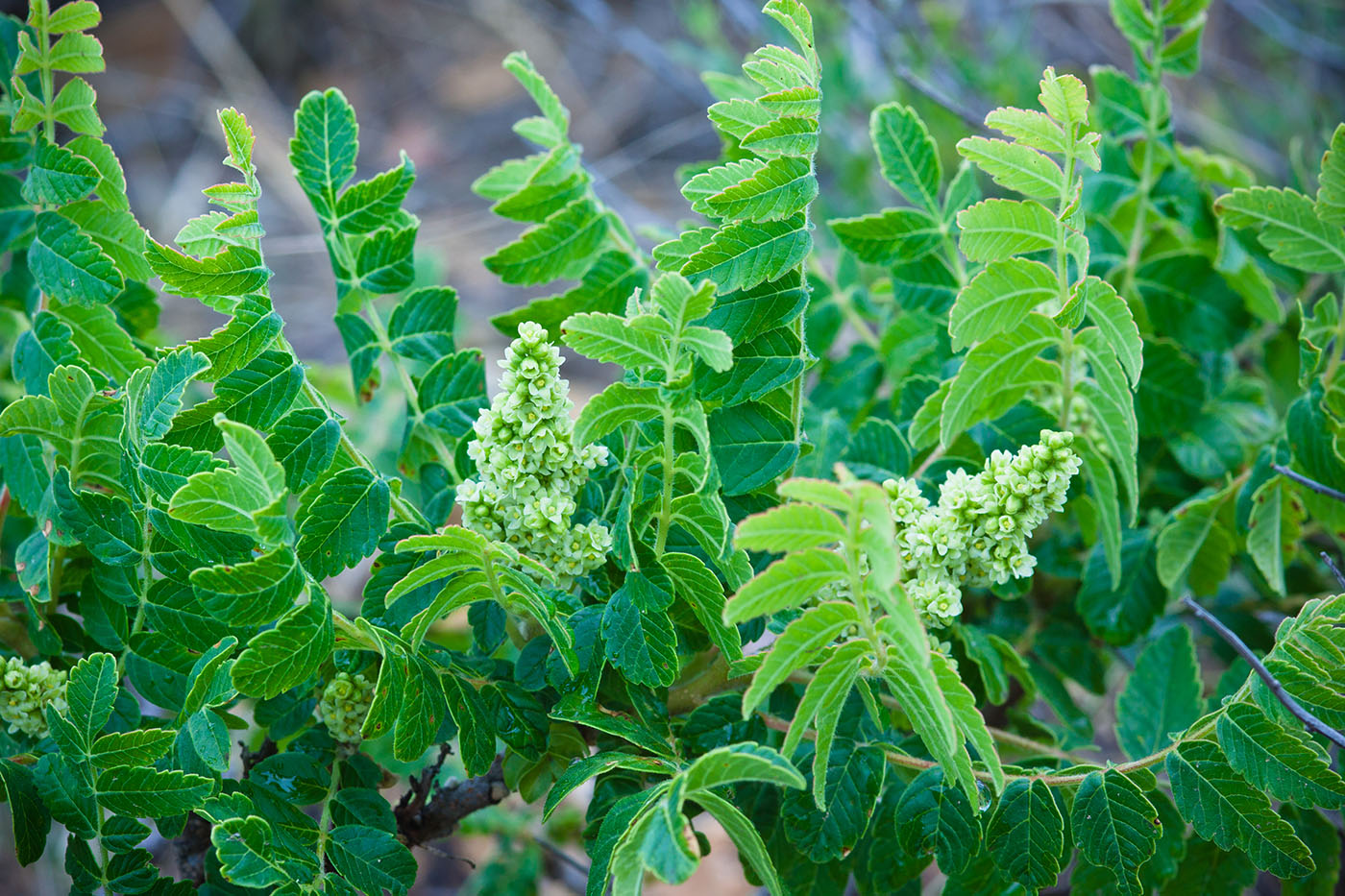 Изображение особи Rhus coriaria.