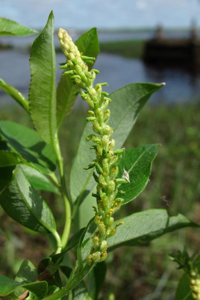 Image of Salix triandra specimen.