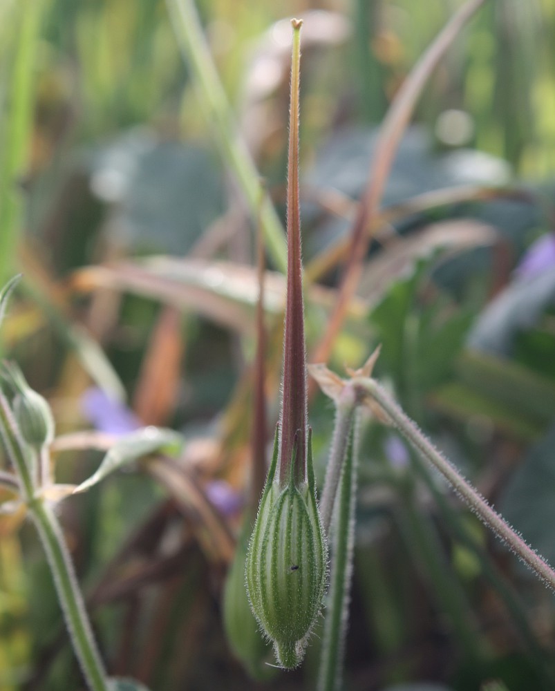 Image of Erodium gruinum specimen.