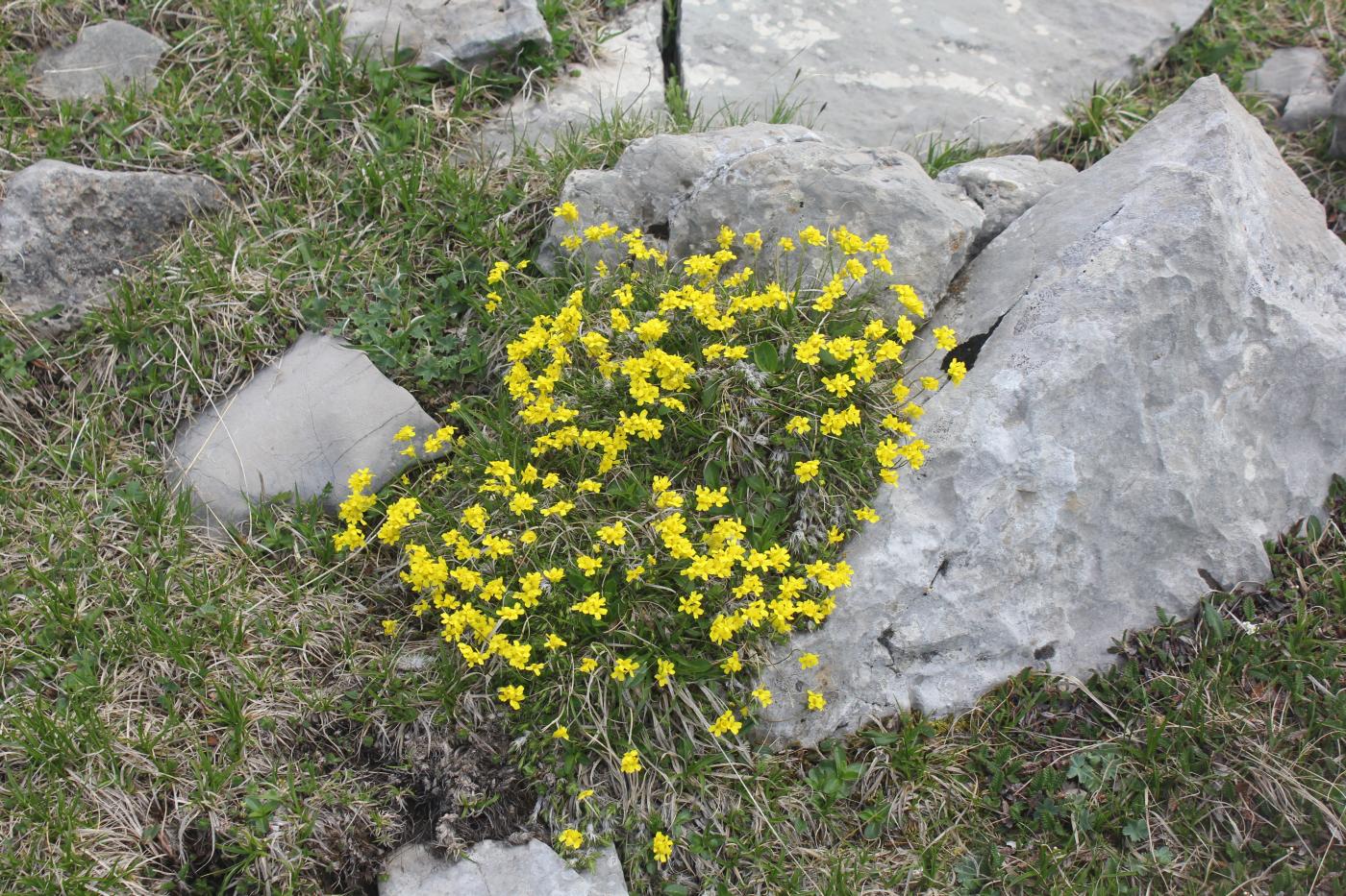 Image of Draba bruniifolia specimen.