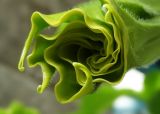 genus Brugmansia