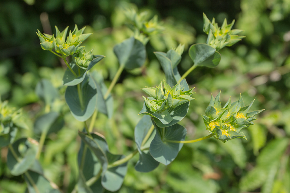 Image of Bupleurum rotundifolium specimen.