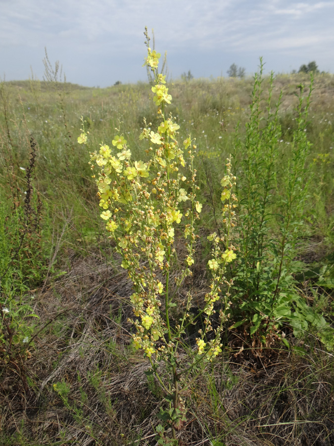 Изображение особи Verbascum banaticum.