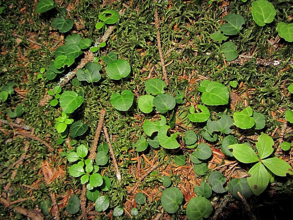 Image of Pyrola renifolia specimen.