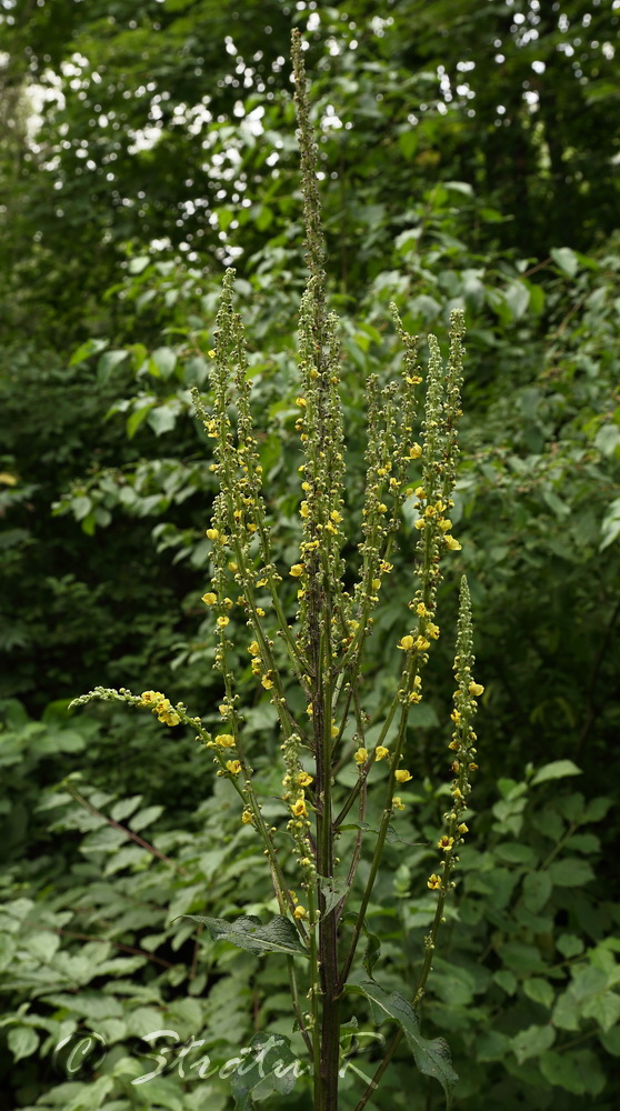 Image of Verbascum marschallianum specimen.