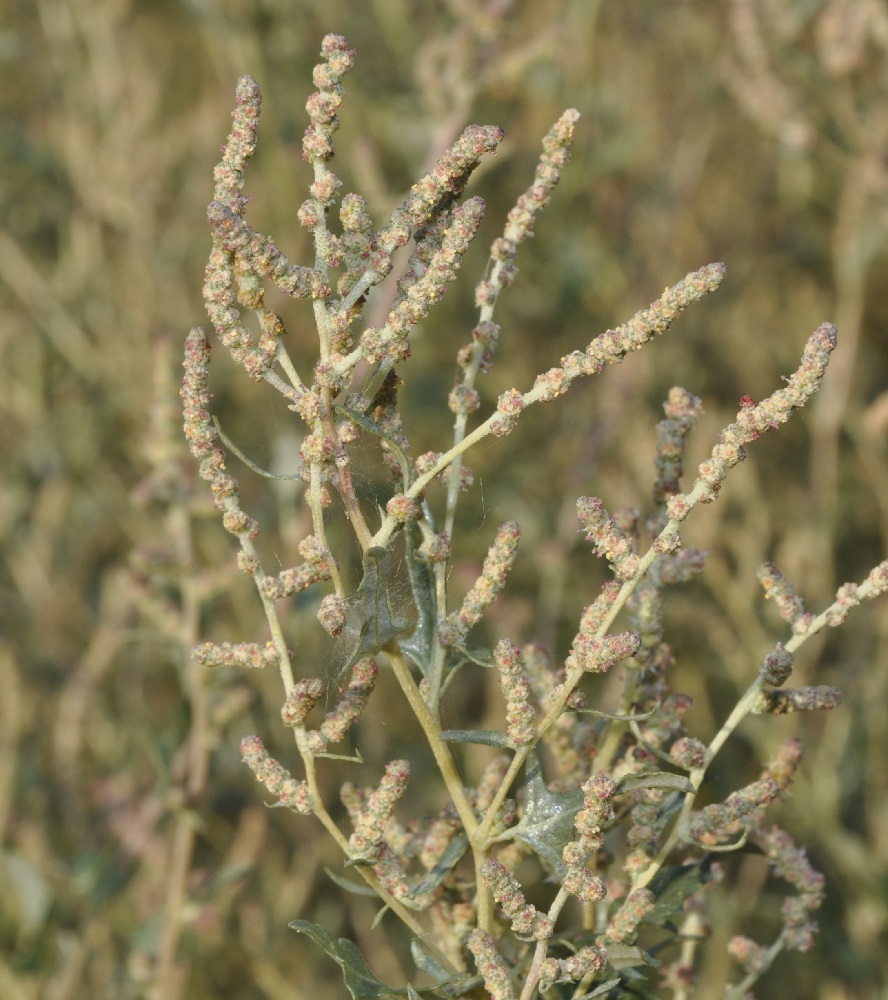 Image of Atriplex tatarica specimen.